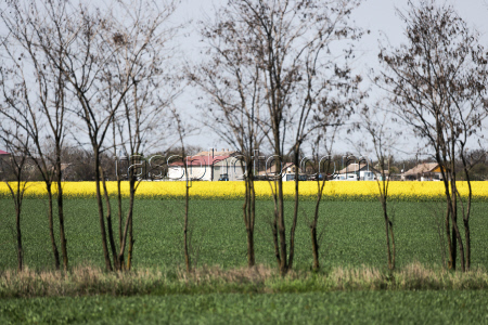 Fields of rapeseed in Kherson Region