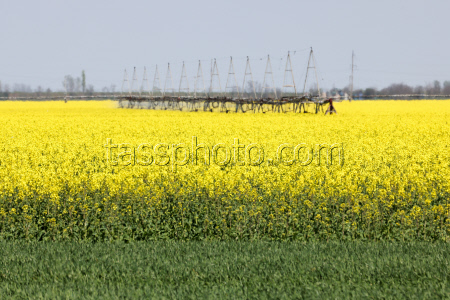 Fields of rapeseed in Kherson Region