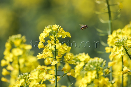 Fields of rapeseed in Kherson Region