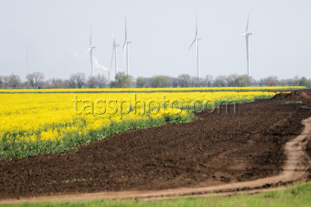 Fields of rapeseed in Kherson Region