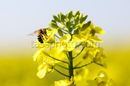 Fields of rapeseed in Kherson Region