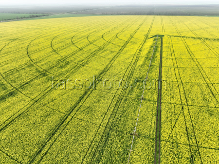 Fields of rapeseed in Kherson Region