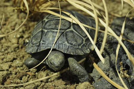 Tortoise Babies
