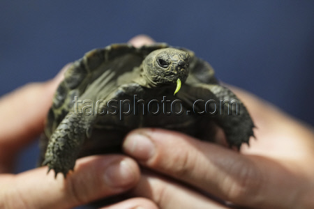 Tortoise Babies