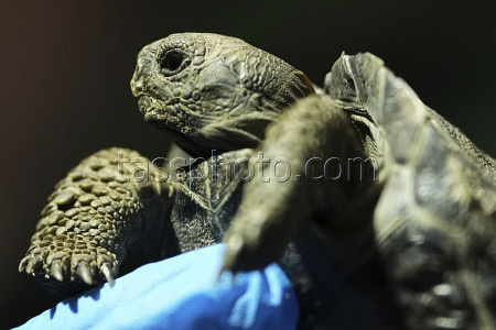 Tortoise Babies