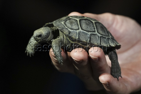 Tortoise Babies