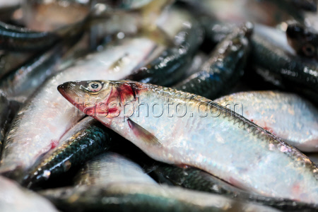 Fish processing plant in Sakhalin Region, Russia