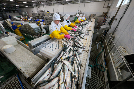 Fish processing plant in Sakhalin Region, Russia