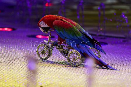Prince of Circus show in Lugansk
