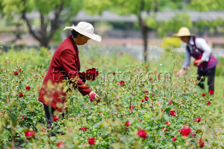 Edible Rose Processing In Huangshan