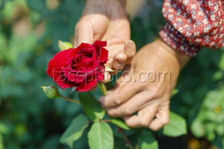 Edible Rose Processing In Huangshan