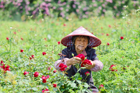 Edible Rose Processing In Huangshan