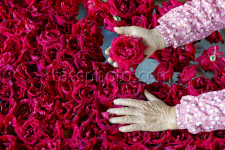 Edible Rose Processing In Huangshan