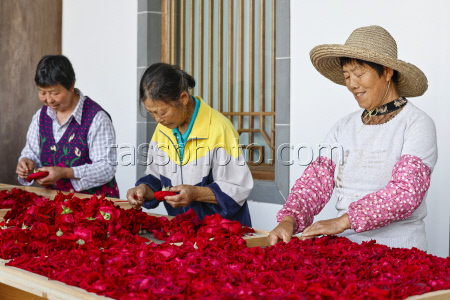 Edible Rose Processing In Huangshan