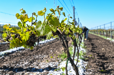 Grape breeding in Krasnodar Region, Russia