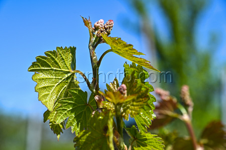 Grape breeding in Krasnodar Region, Russia
