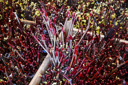 Grape breeding in Krasnodar Region, Russia