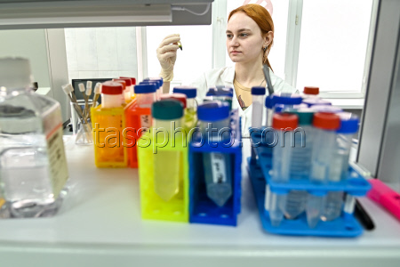 Grape breeding in Krasnodar Region, Russia