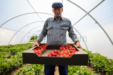 Harvesting strawberries in Kherson Region, Russia