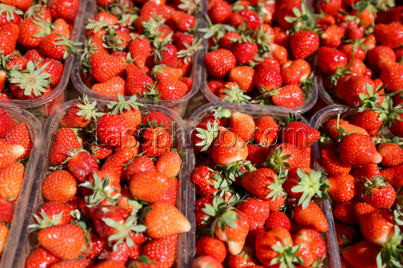 Harvesting strawberries in Kherson Region, Russia