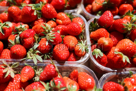 Harvesting strawberries in Kherson Region, Russia