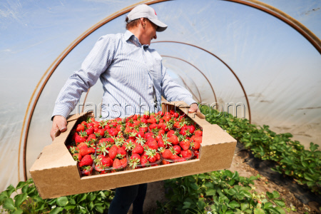Harvesting strawberries in Kherson Region, Russia