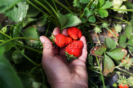 Harvesting strawberries in Kherson Region, Russia
