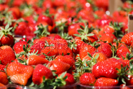 Harvesting strawberries in Kherson Region, Russia