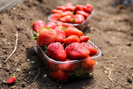 Harvesting strawberries in Kherson Region, Russia