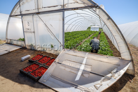 Harvesting strawberries in Kherson Region, Russia