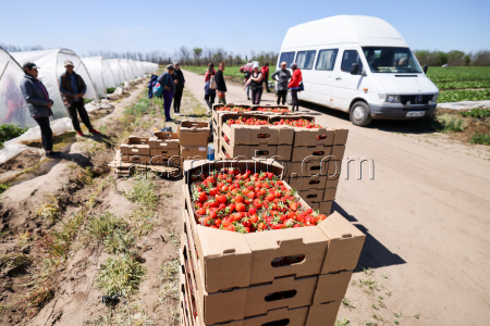 Harvesting strawberries in Kherson Region, Russia