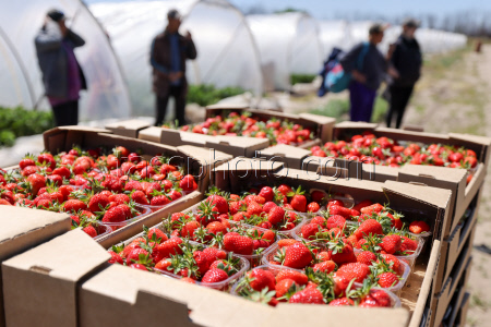 Harvesting strawberries in Kherson Region, Russia