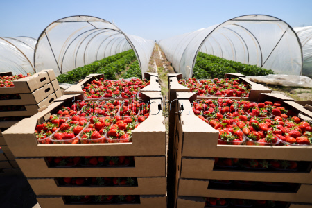Harvesting strawberries in Kherson Region, Russia
