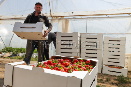 Harvesting strawberries in Kherson Region, Russia
