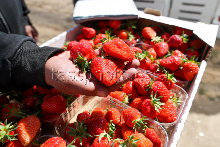 Harvesting strawberries in Kherson Region, Russia