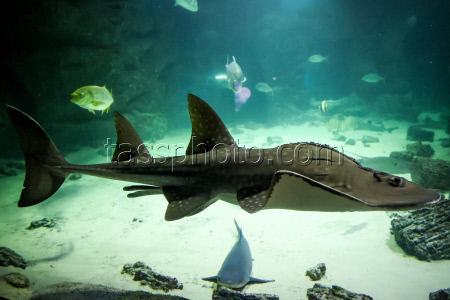 Moskvarium Centre of Oceanography and Marine Biology at Moscow's VDNKh