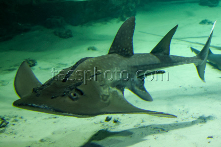 Moskvarium Centre of Oceanography and Marine Biology at Moscow's VDNKh