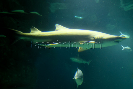 Moskvarium Centre of Oceanography and Marine Biology at Moscow's VDNKh