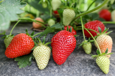 Harvesting strawberries in Sochi, Russia