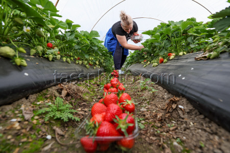 Harvesting strawberries in Sochi, Russia