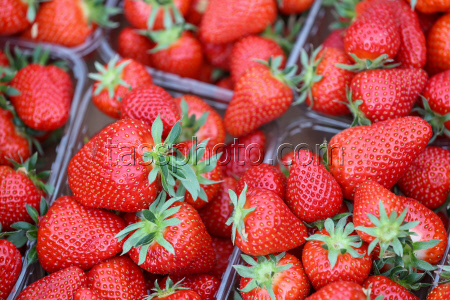 Harvesting strawberries in Sochi, Russia