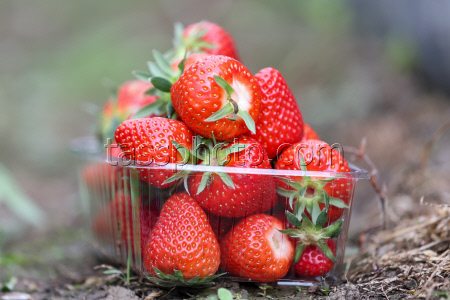 Harvesting strawberries in Sochi, Russia