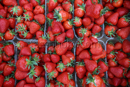 Harvesting strawberries in Sochi, Russia