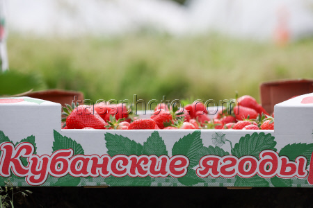 Сбор клубники в Сочи