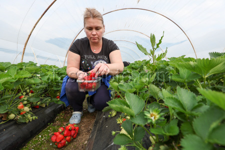 Harvesting strawberries in Sochi, Russia