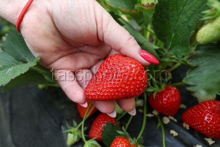 Harvesting strawberries in Sochi, Russia