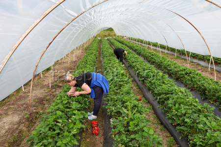 Harvesting strawberries in Sochi, Russia