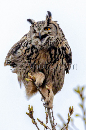 Eagle-owls in Primorye Region, Russia