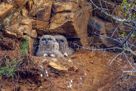 Eagle-owls in Primorye Region, Russia
