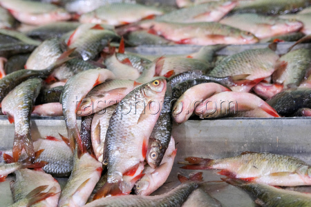 Chelyuskinets Export fishery company in Astrakhan Region, Russia